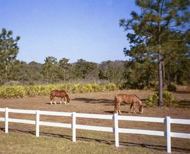 A pair of horses graze in a Prairie Creek West pasture